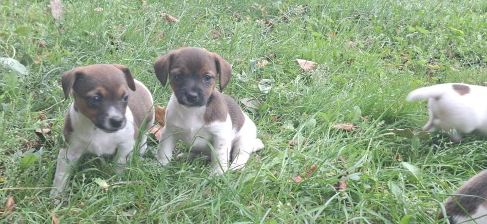 Jack Russell terrier z metryką