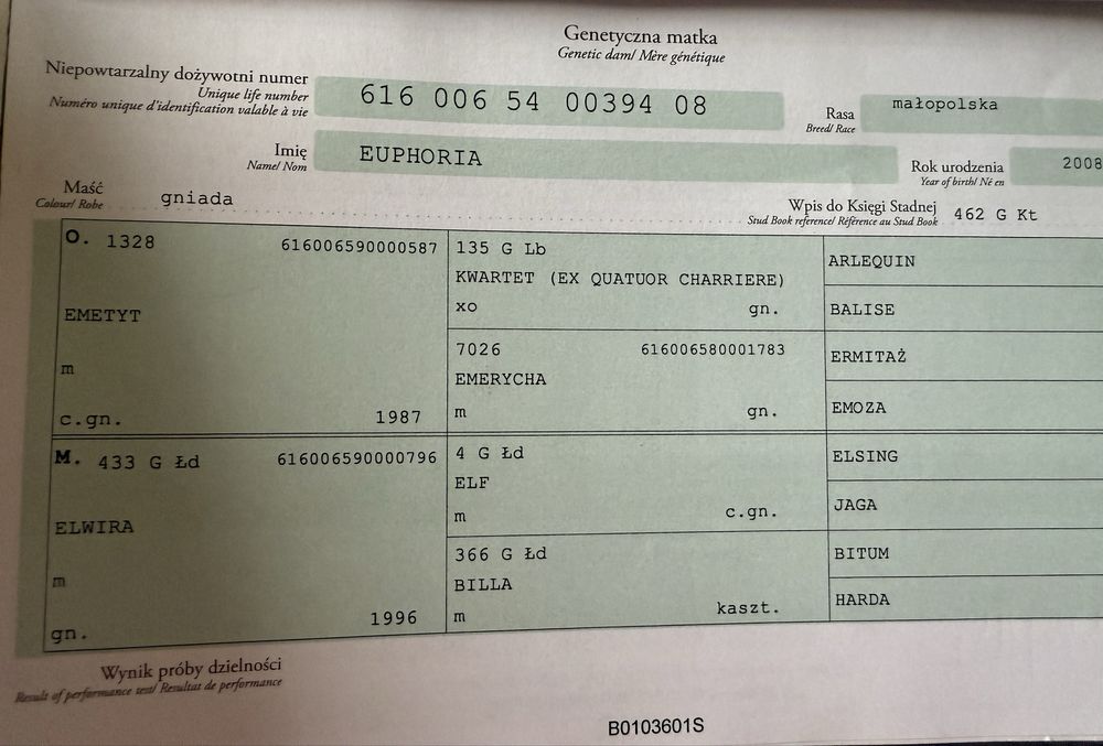 Polski Koń Szlachetnej Półkrwi