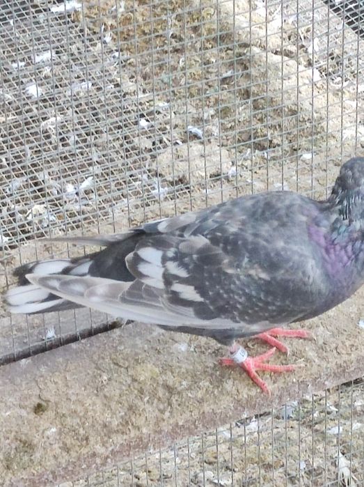 Gołębie pocztowe opal Fril