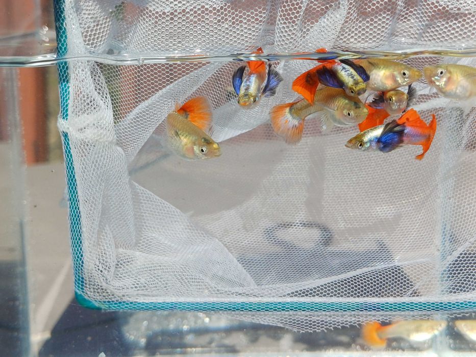 Gupik dumbo red tail