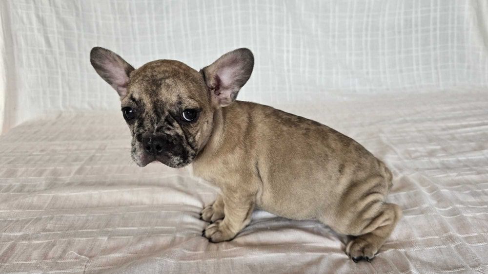 Bulldog francês   nascido a 15/9/2025