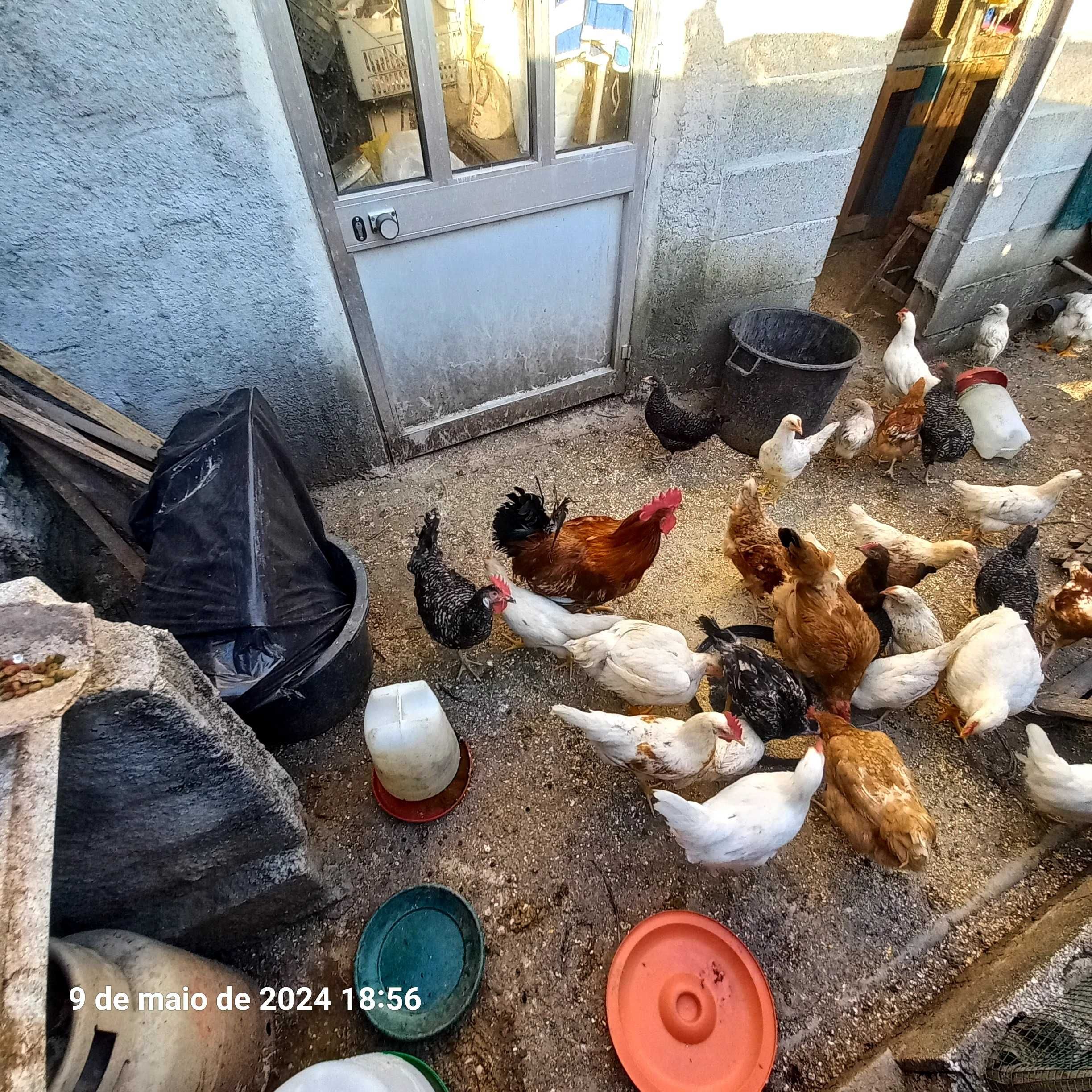 Vendo galinhas e galos sem raça defenida