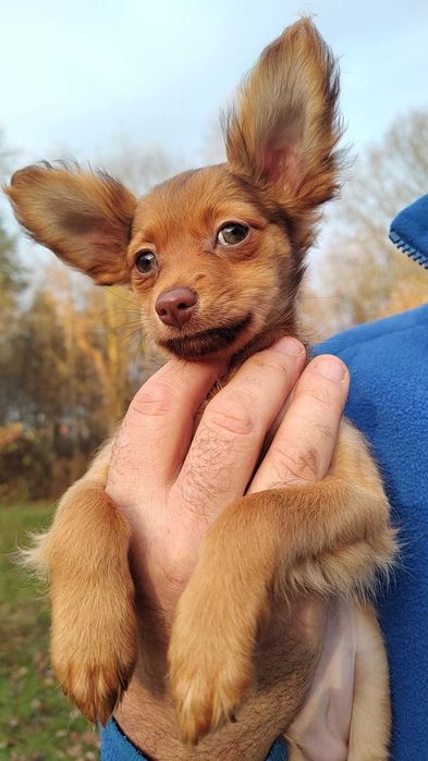 Rosyjski Toy Długowłosy ZKWP/FCI - suczka - gotowa do odbioru