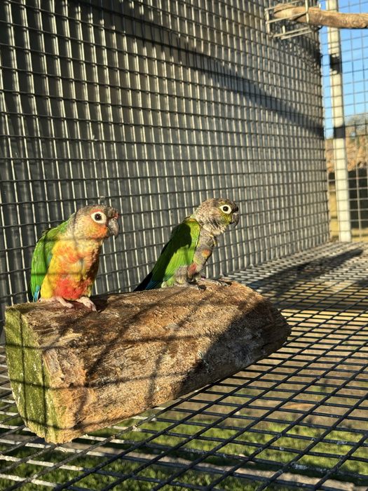 Varias aves cadais reprodutores e deste ano