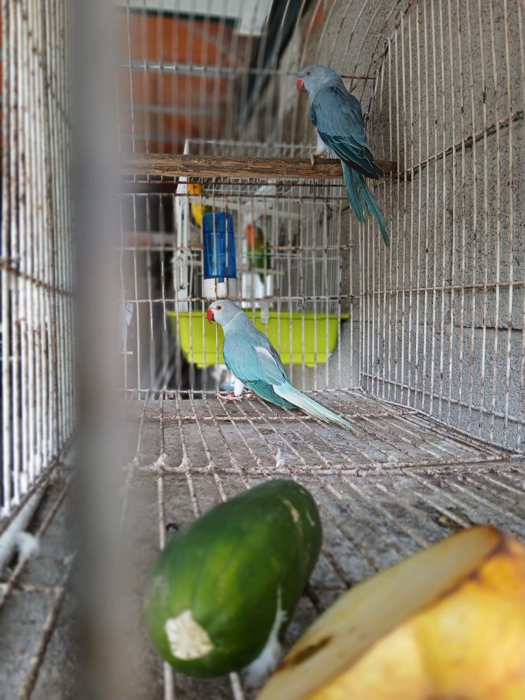 Tenho para venda  casal  de ring neck  macho  azul cc  fêmea  azul cob