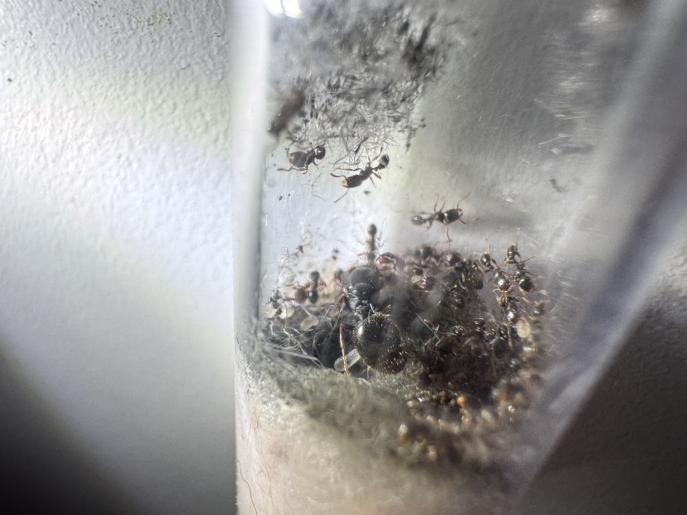 Tetramorium ceaspitum królowa + 50-100 robotnic mrówki
