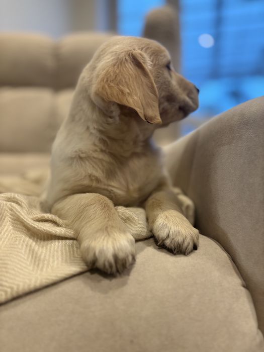 Golden Retriever szczeniak suczka