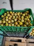 Śliwka afaska żółta skrzynka 20kg