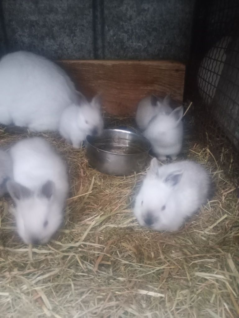 Króliki króle kalifornijskie