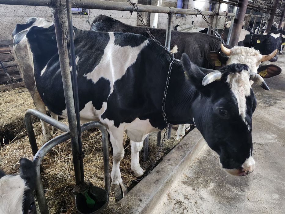 Krowa mleczna HF Cielna