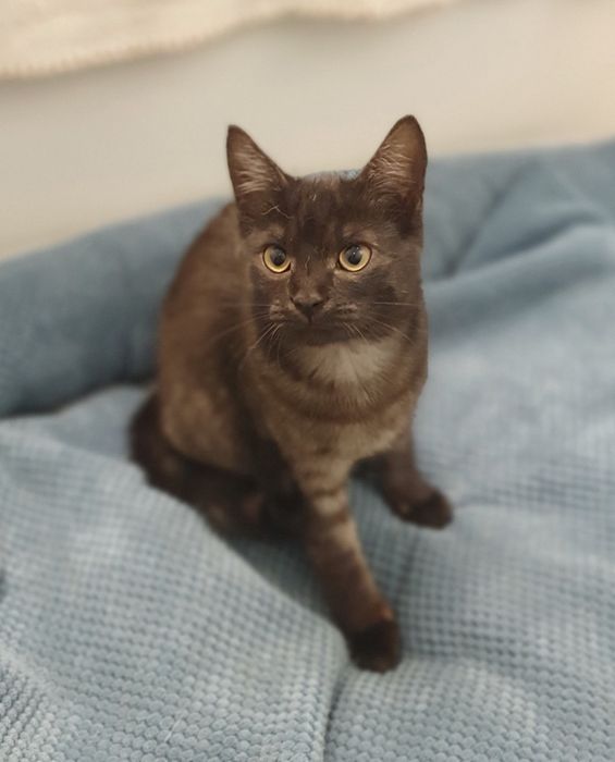 Прилаштовується киця