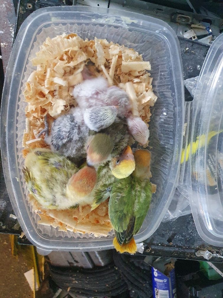 Bebés Agapornis para alimentar à  mão.