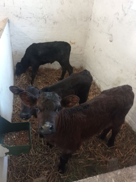 Cielak jałówka mięsna 10 sztuk