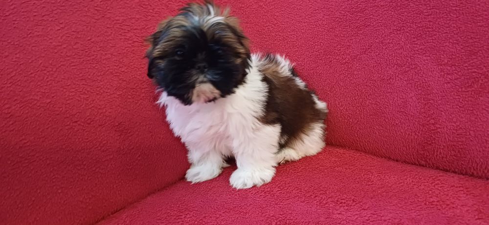 Sunia Shih-tzu gotoea do odbioru.