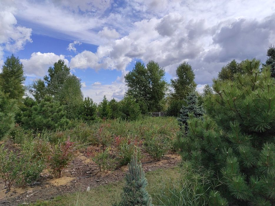 Продажа будинку на ділянці 1,5 га в Новосілках, озеро, Вишгородский