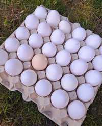 Jajka wiejskie, jajka perlicze z wolnego wybiegu