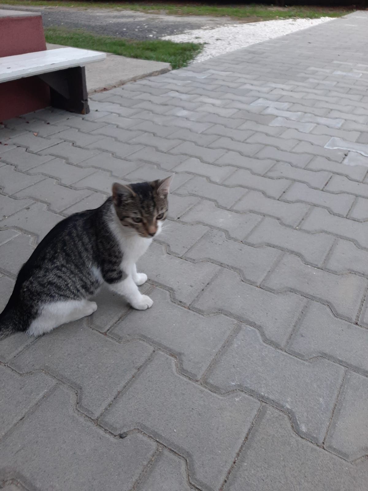 Oddam kotkę ok 1 rok
