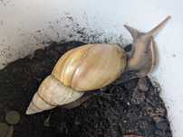 Duży ślimak afrykański z terrarium (Lissachatina fulica rodatzi standa