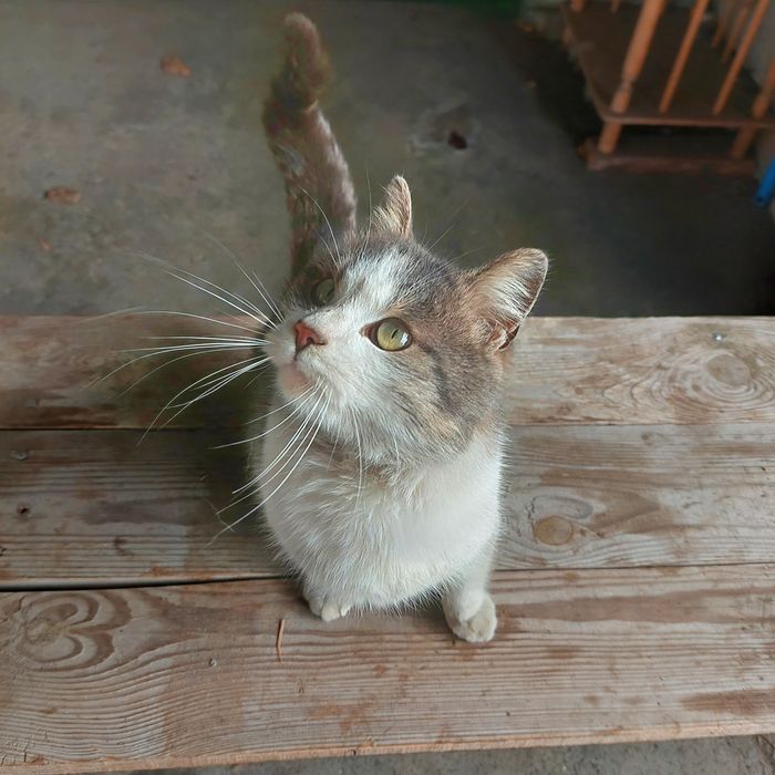 Отдам молодого красивого кота