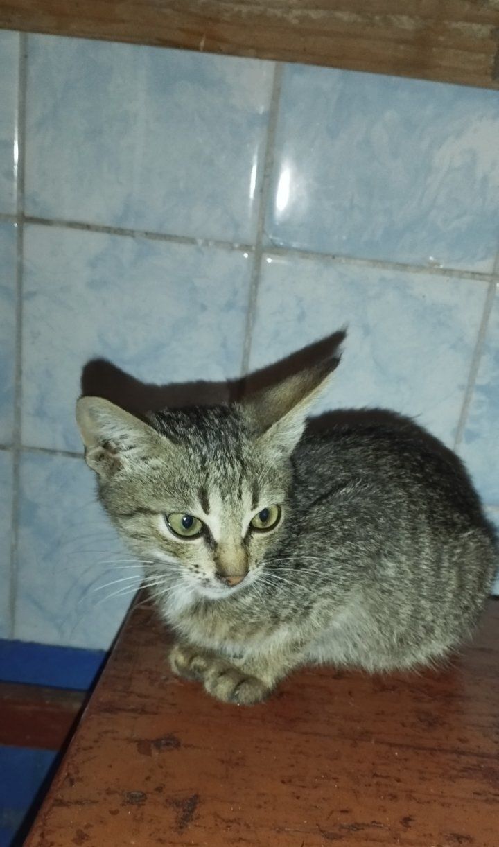 Котенок серый и двохцветная кошечка