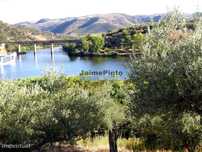 Olival em 400.000m2, perto rio Douro, região de Ligares, Barca DAlv...