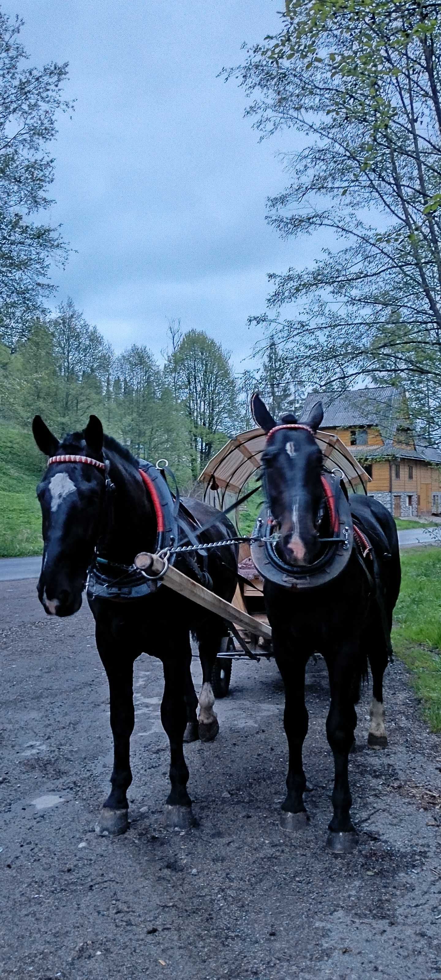 Sprzedam parę wałachów śląskich