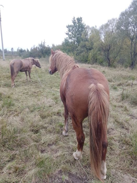 Продам пару коней лошиця 4роки кінь 9років