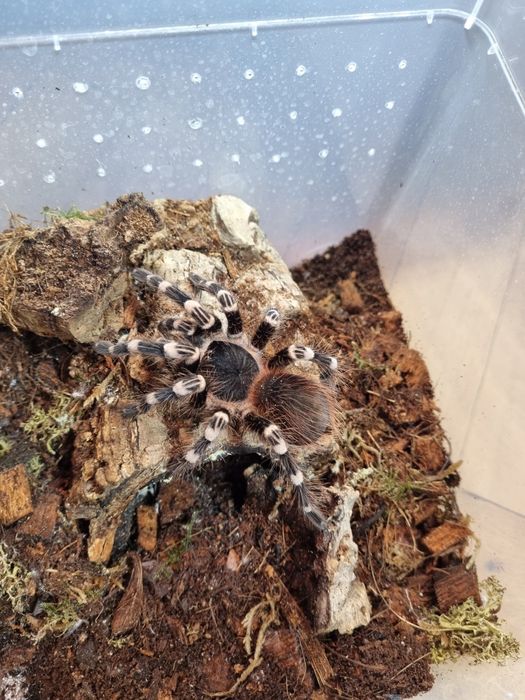 Acanthoscurria geniculata PTASZNIK BIAŁOKOLANOWY