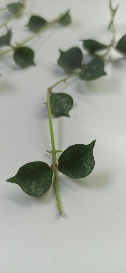 Hoya curtisii sadzonki cięte 5 węzłów