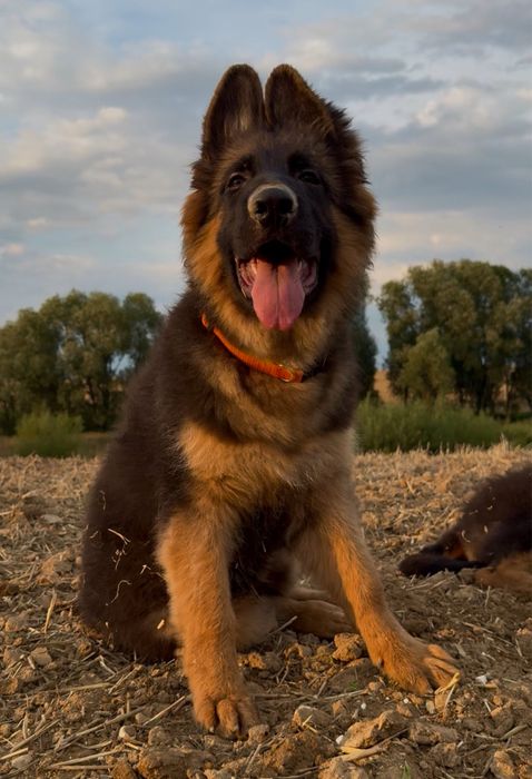 Owczarki Niemieckie Owczarek Niemiecki KLASA