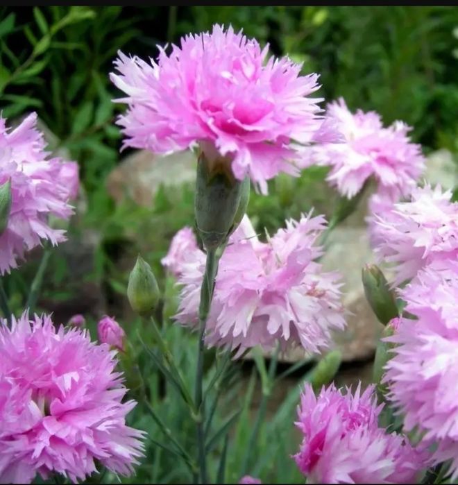 Гвоздика садова почвопокрівна