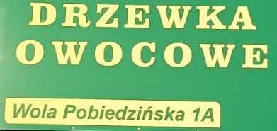 Drzewka owocowe - jabłonie / apple fruit trees