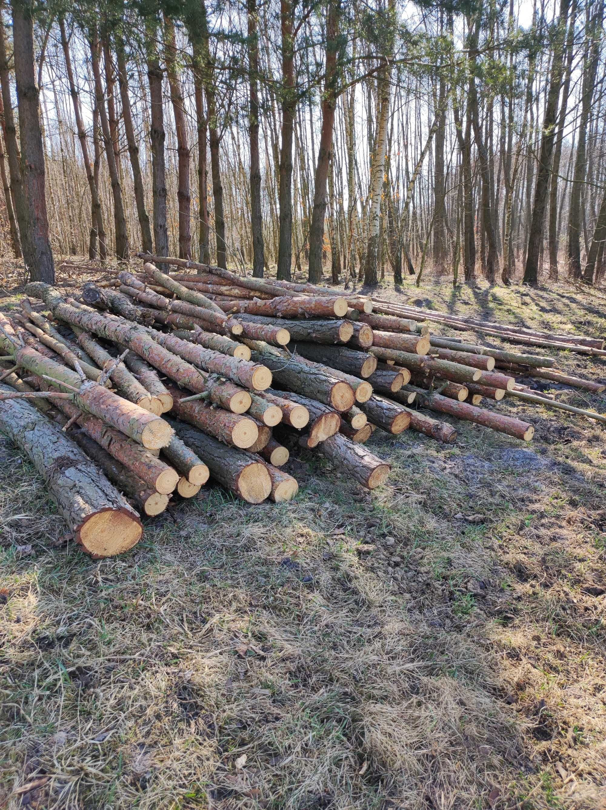 Drewno sosnowe, słupy, stemple, żerdzie, opał