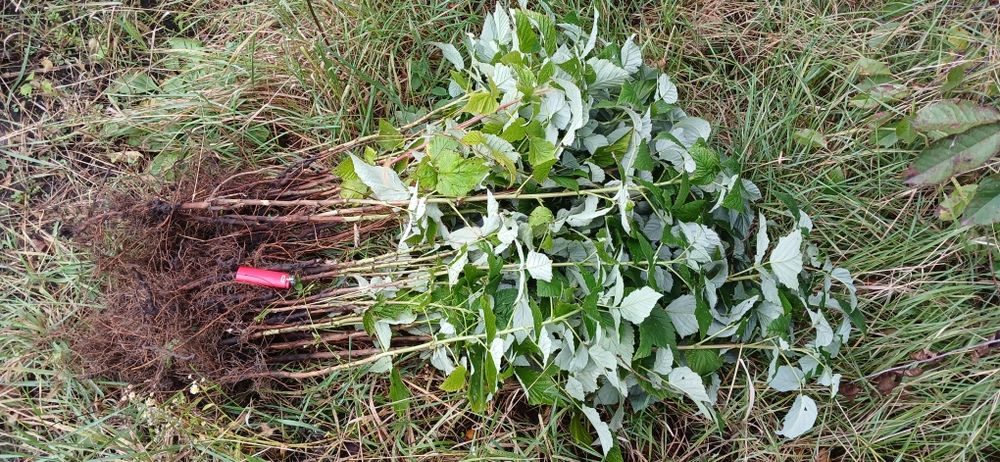 Малиновe Дерево Крипыш.морозо стійке.Так ще е посадочний саженець 10 г