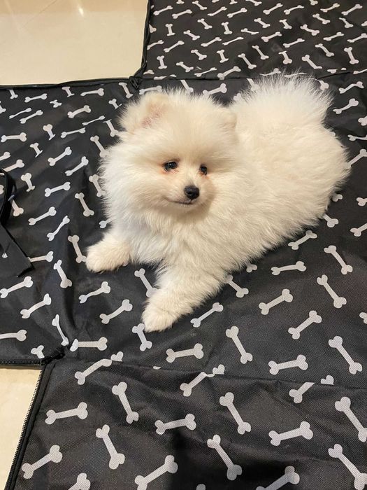 Szpic miniaturowy Pomeranian