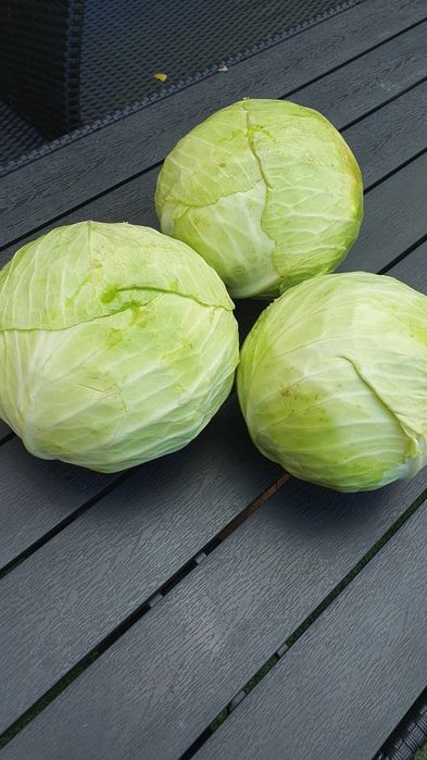 Sprzedam kapustę !!!