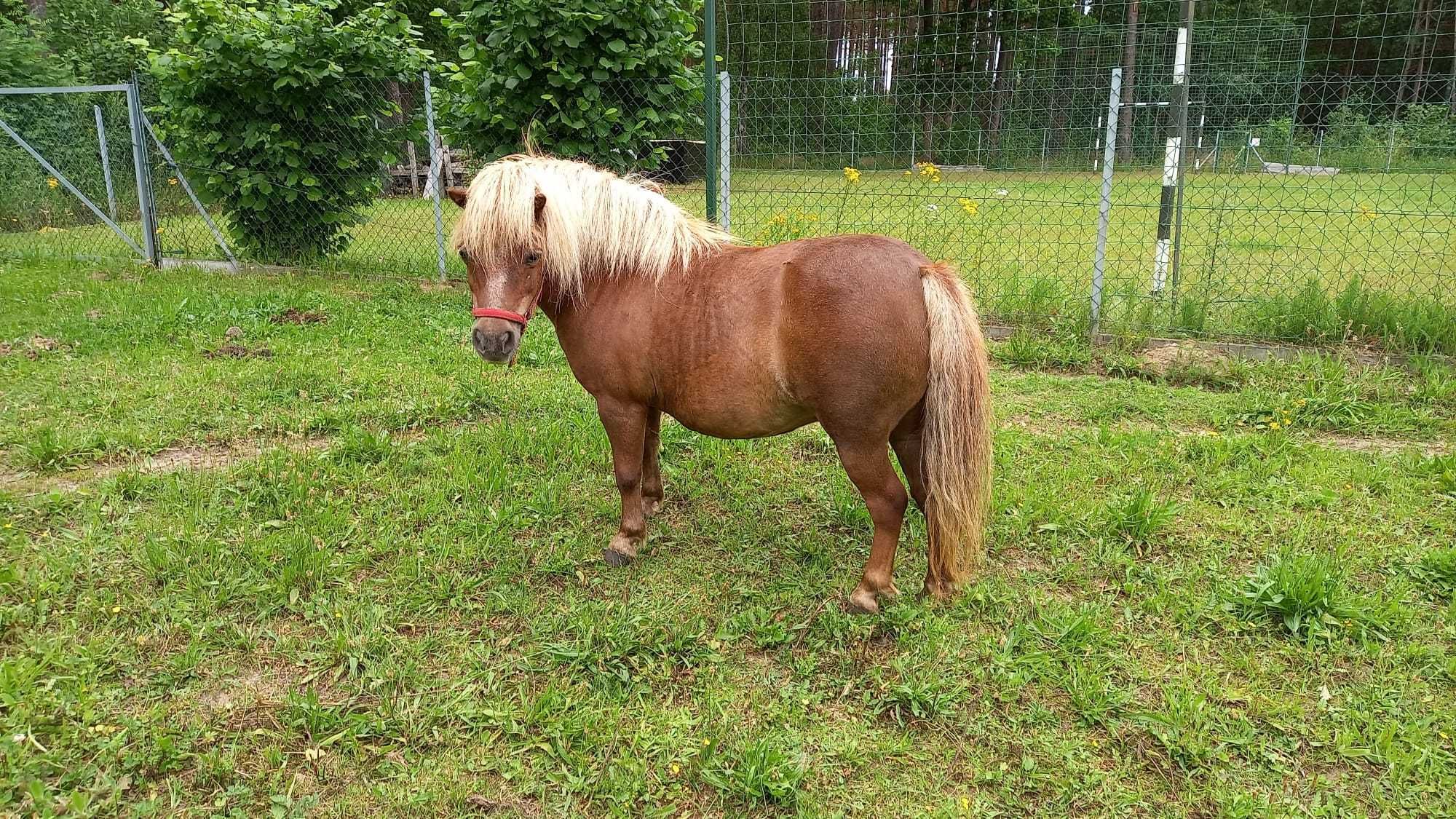 Domki na Kaszubach - domki letniskowe wśród lasów i jezior