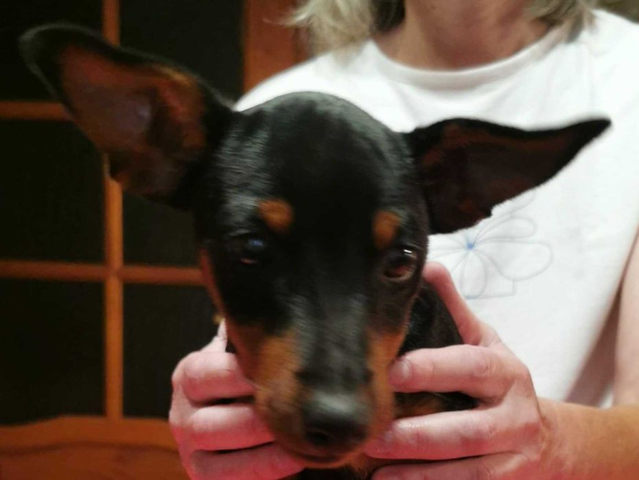 Pinczer miniaturowy szczenię  rodowód ZKwP (FCI)