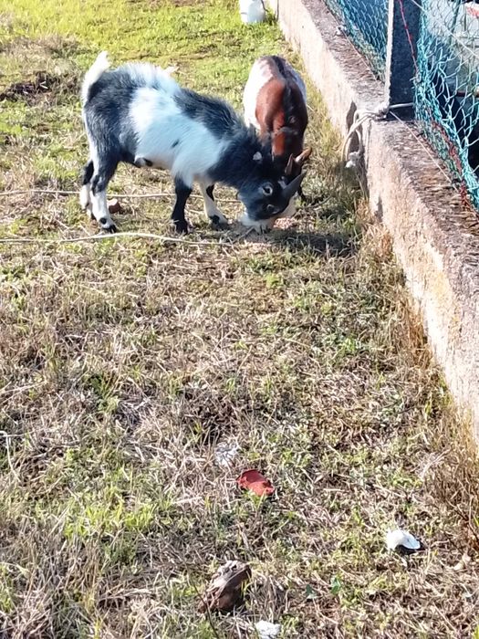 Cabritos anões  1 fêmea 2 machos