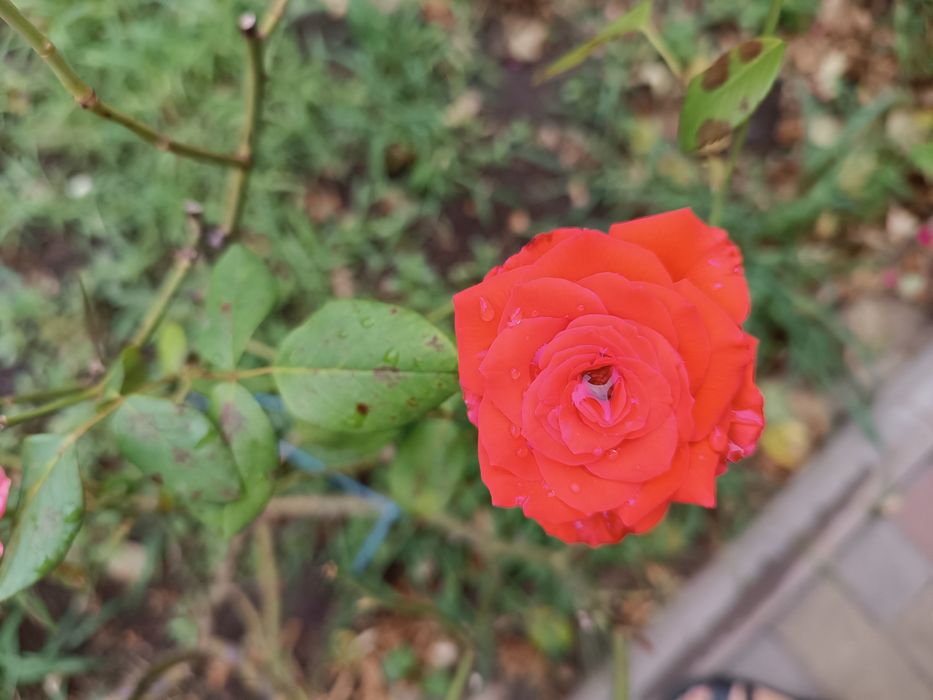 Продам кусты  роз .