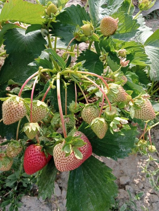 Sadzonki truskawek Polka Heoney Roksana i inne