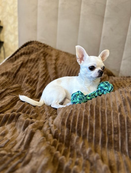 Вязка чихуахуа кобель