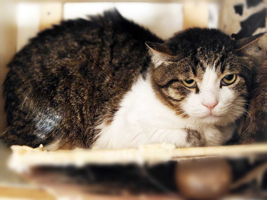 Менні, 2 роки — кругломордий ніжний кіт шукає дім (кастрований)