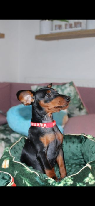 Pinczer miniaturowy FCI