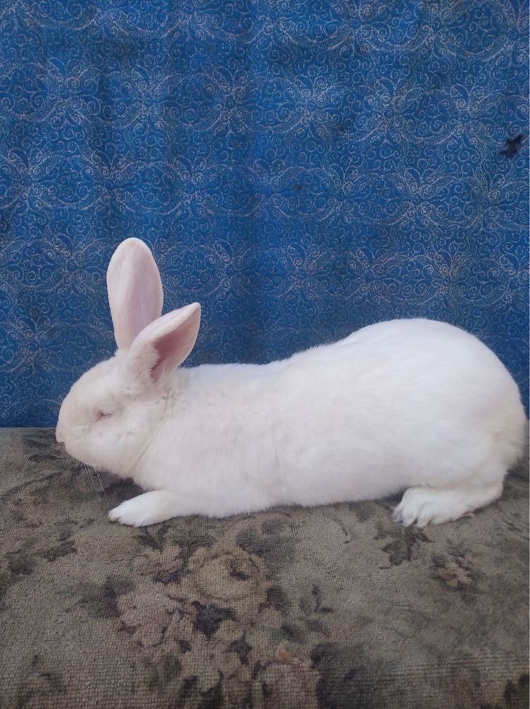 Робочий самець панон