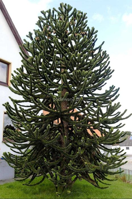 Araukaria chilijska, duże, dorodne okazy 50cm! Mrozoodporna