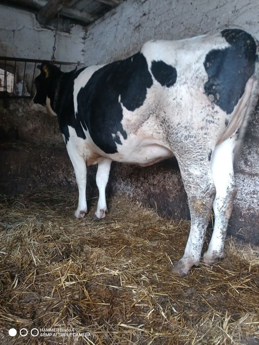 HF 100% Cielne jałówki