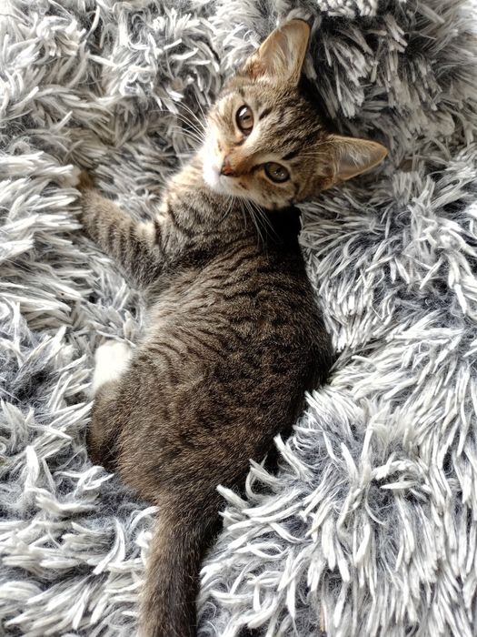 Domek poszukiwany dla kociaków