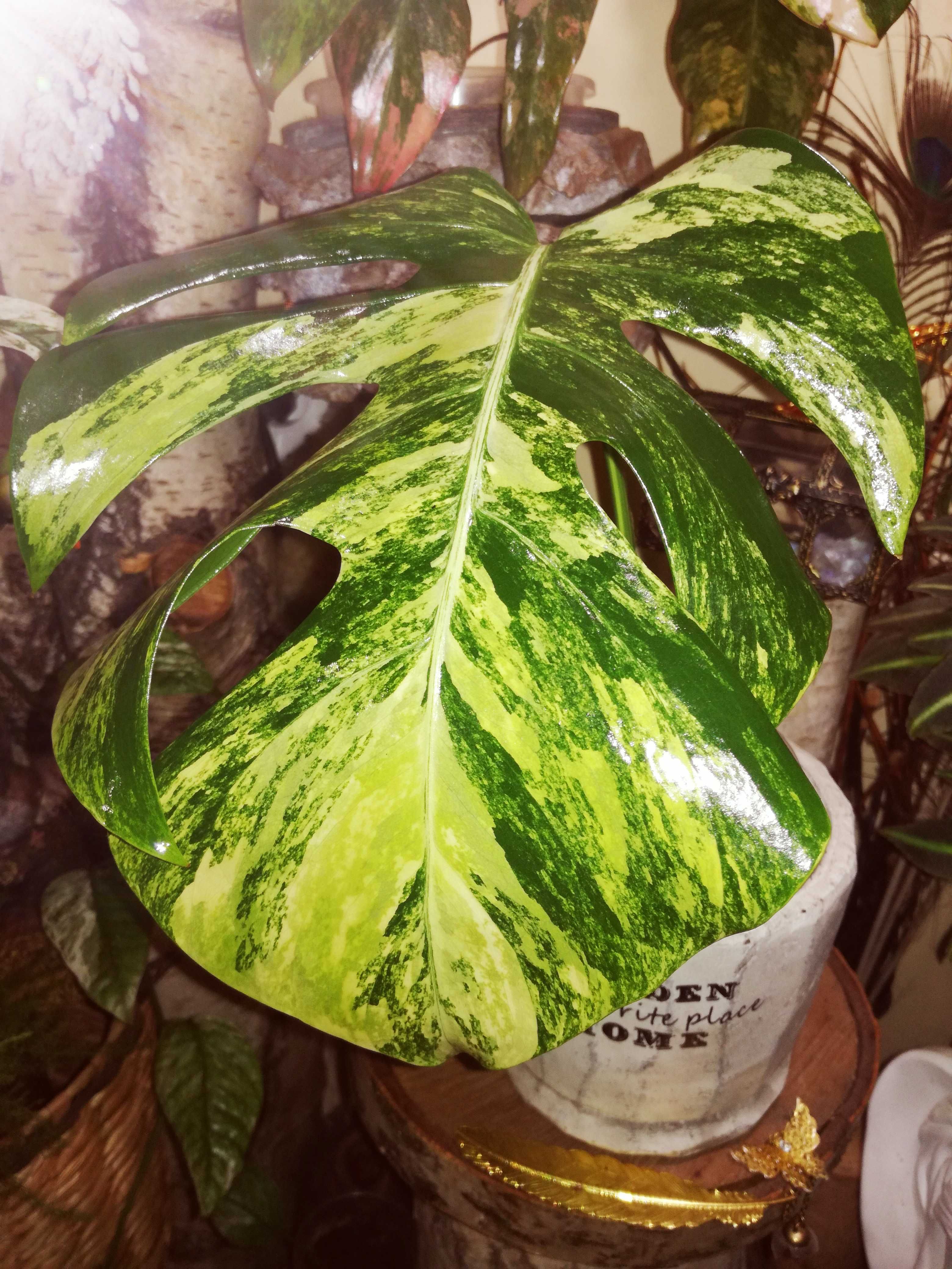 Monstera Marmorata Yellow Marylin Variegata Gold aurea NOWA ! philoden
