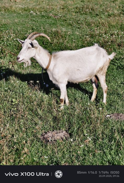 Продам козичок дорослих